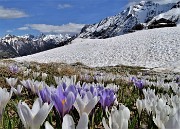 78 Sui pascoli spettacolari distese di Crocus vernus multicolori